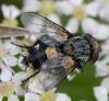 Pseudogonia rufifrons